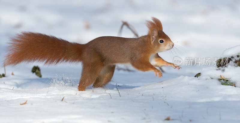 红松鼠(Sciurus vulgaris)冬季跑步